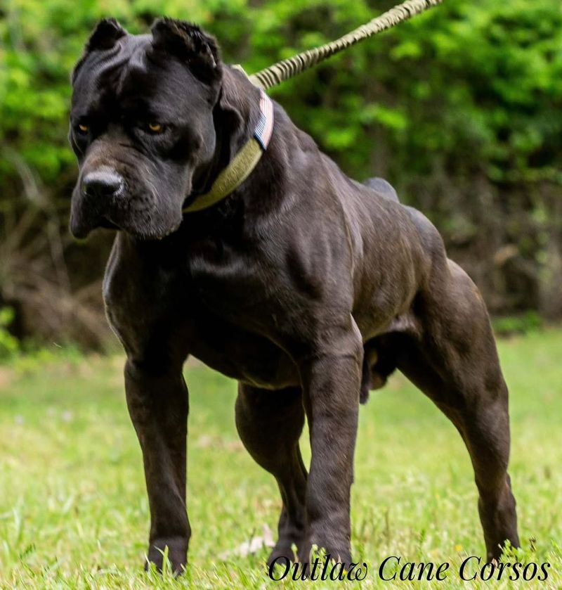 Cane Corso