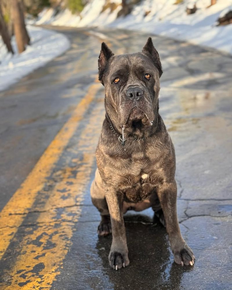 Cane Corso