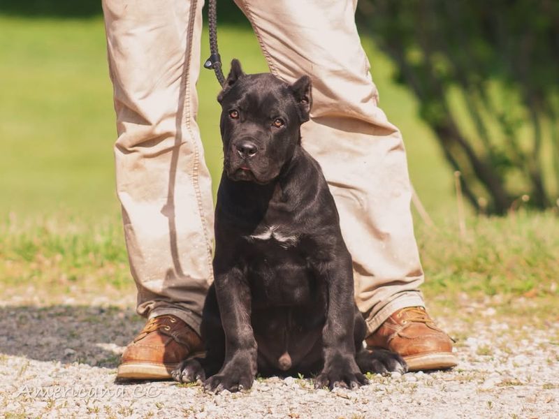 Cane Corso