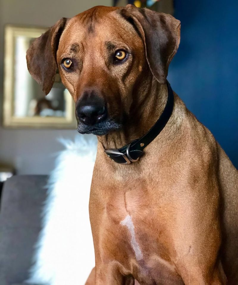 Rhodesian Ridgeback