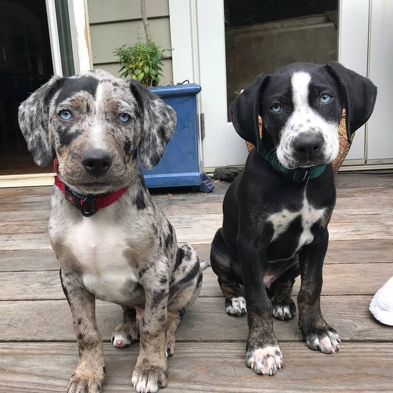 Catahoula Leopard Dog