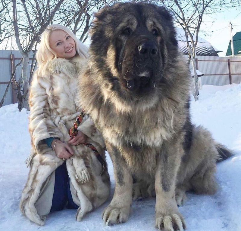 Caucasian Shepherd Dog