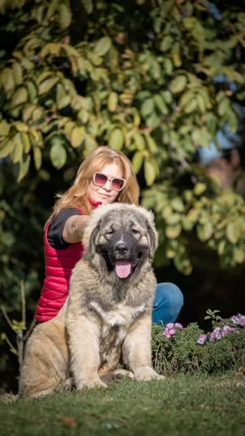 Caucasian Shepherd Dog