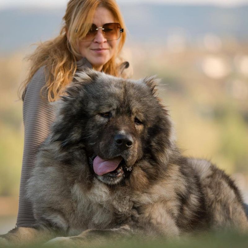 Caucasian Shepherd Dog