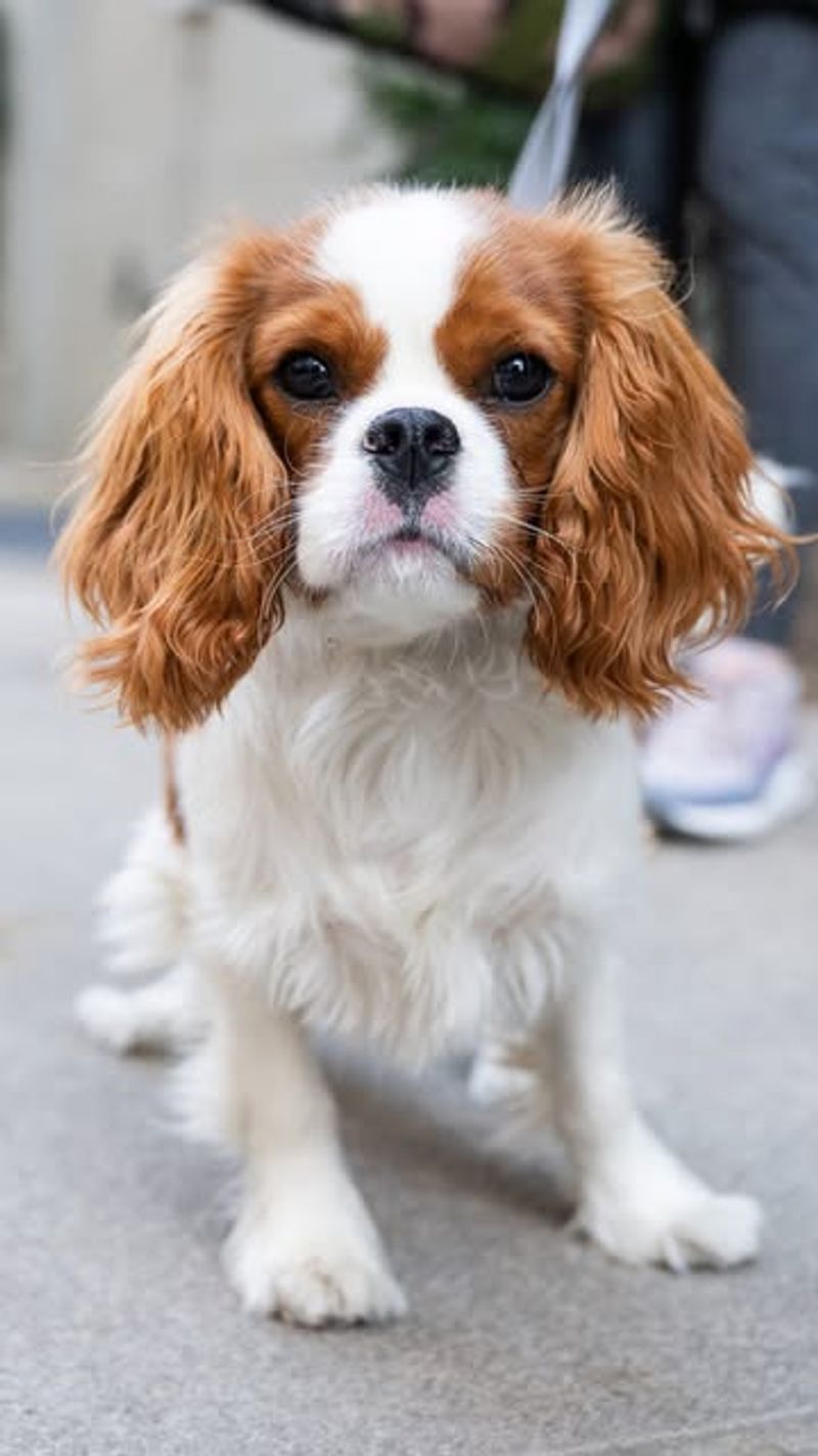 Cavalier King Charles Spaniel