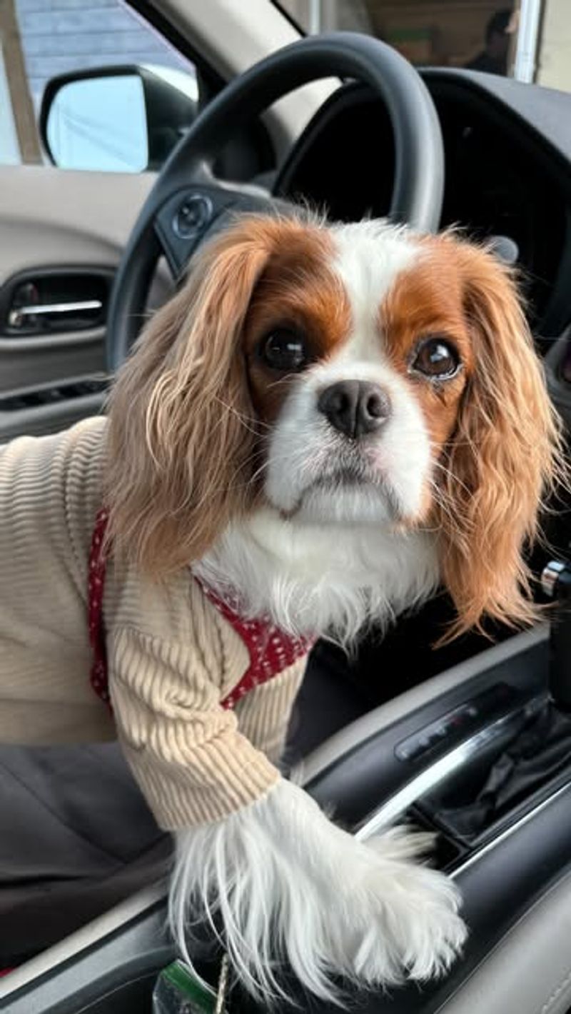 Cavalier King Charles Spaniel