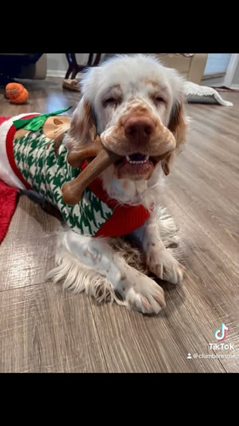 Clumber Spaniel