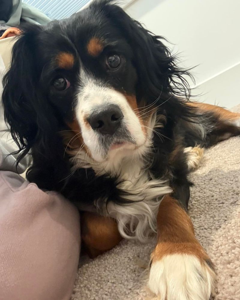 Bernese Mountain Dog