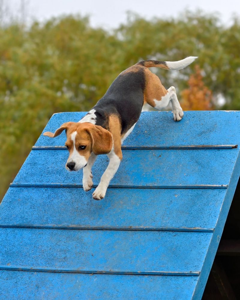 Beagle