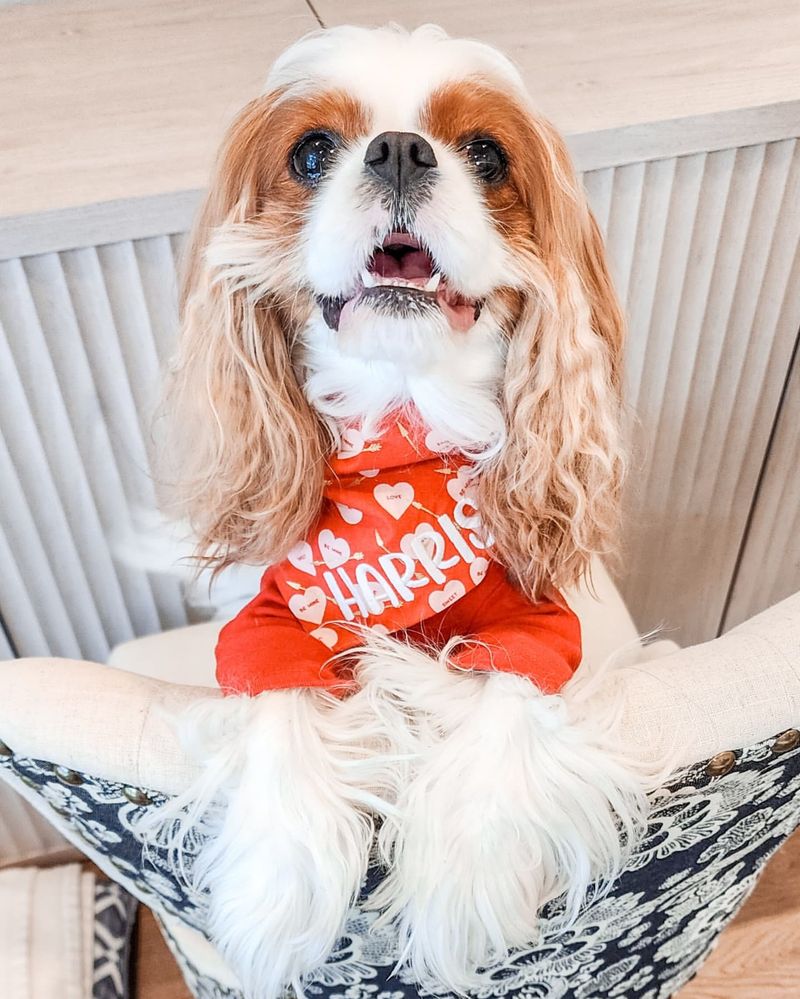 Cavalier King Charles Spaniel