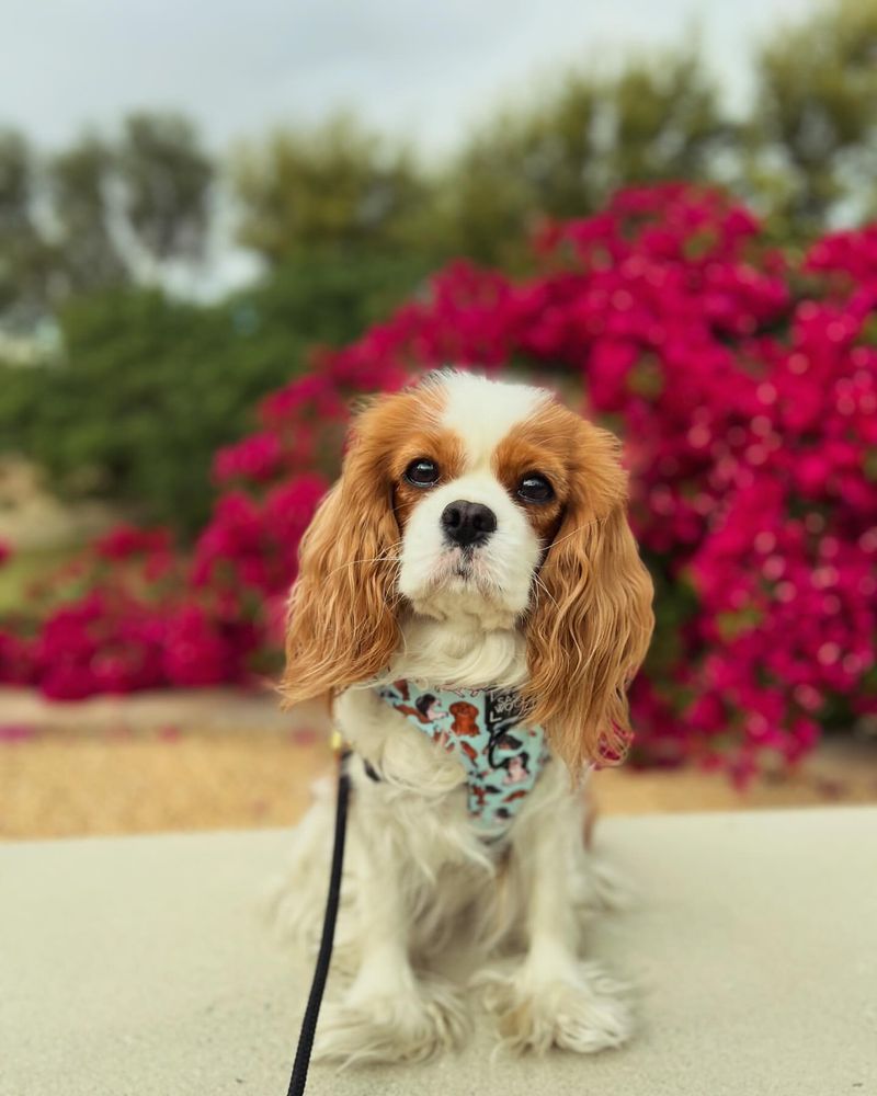 Cavalier King Charles Spaniel