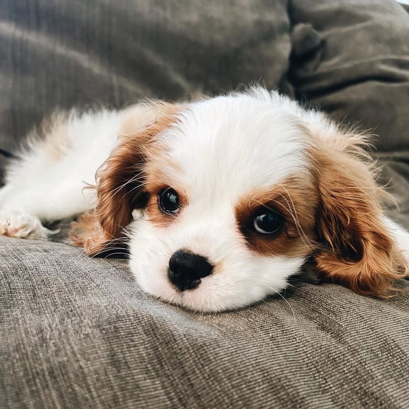 Cavalier King Charles Spaniel