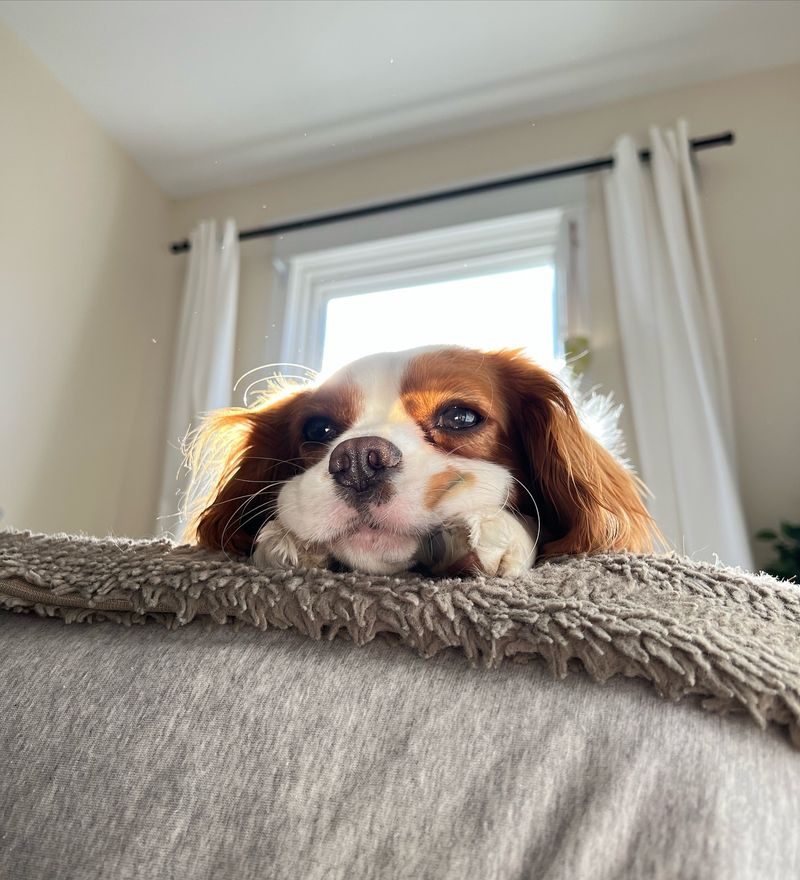 Cavalier King Charles Spaniel