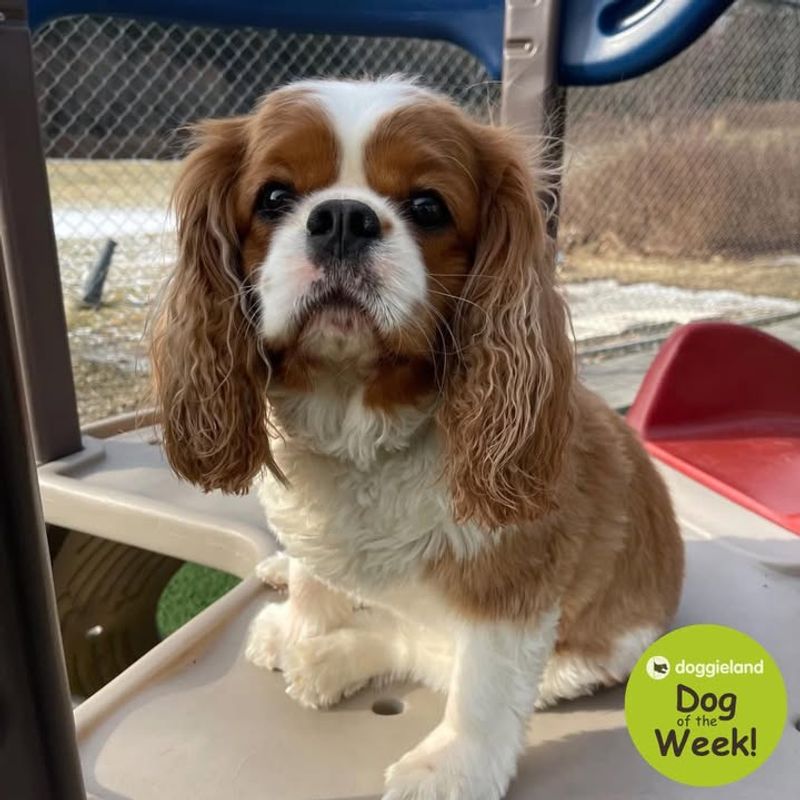 Cavalier King Charles Spaniel