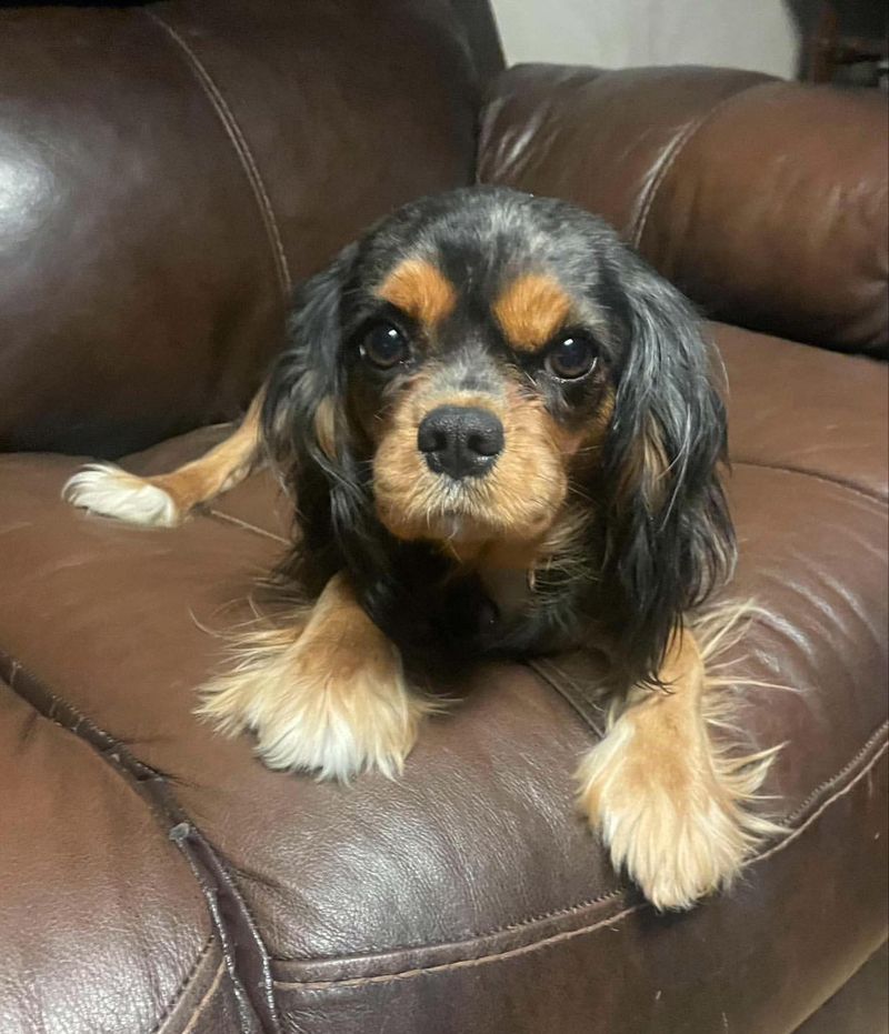 Cavalier King Charles Spaniel