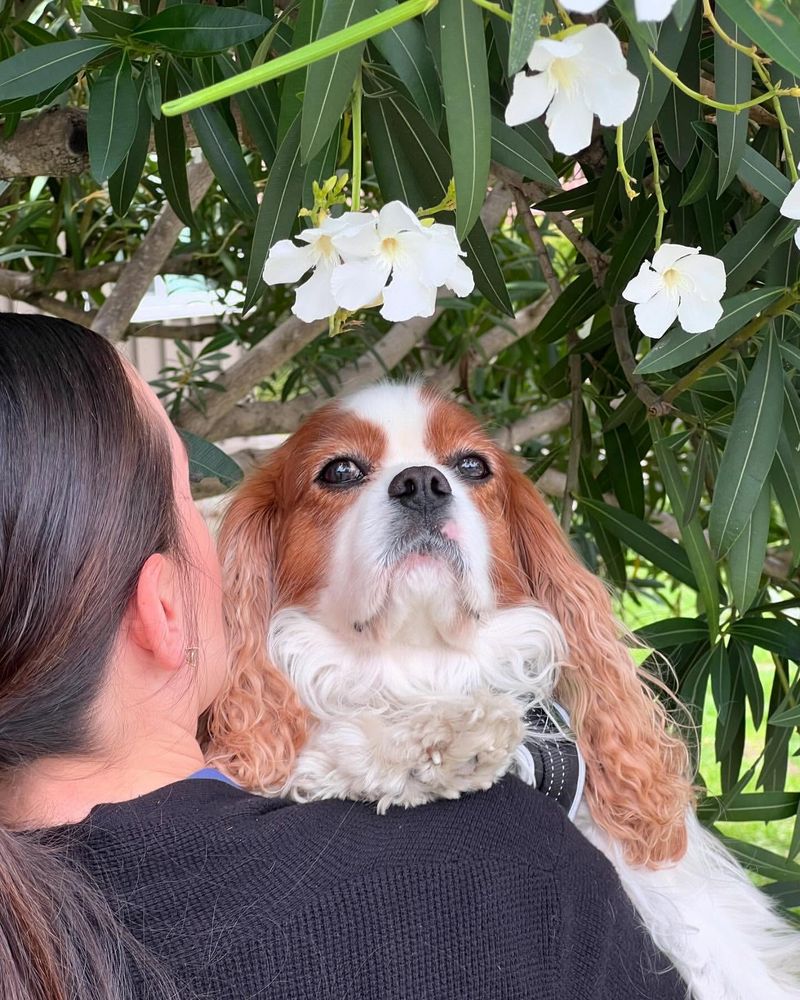 Cavalier King Charles Spaniel