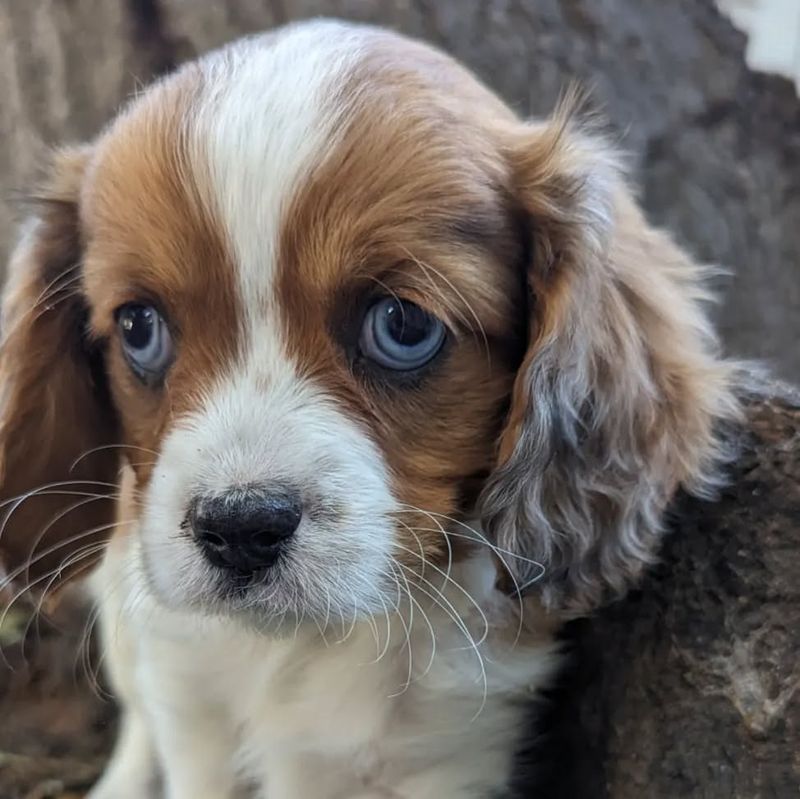 Cavalier King Charles Spaniel