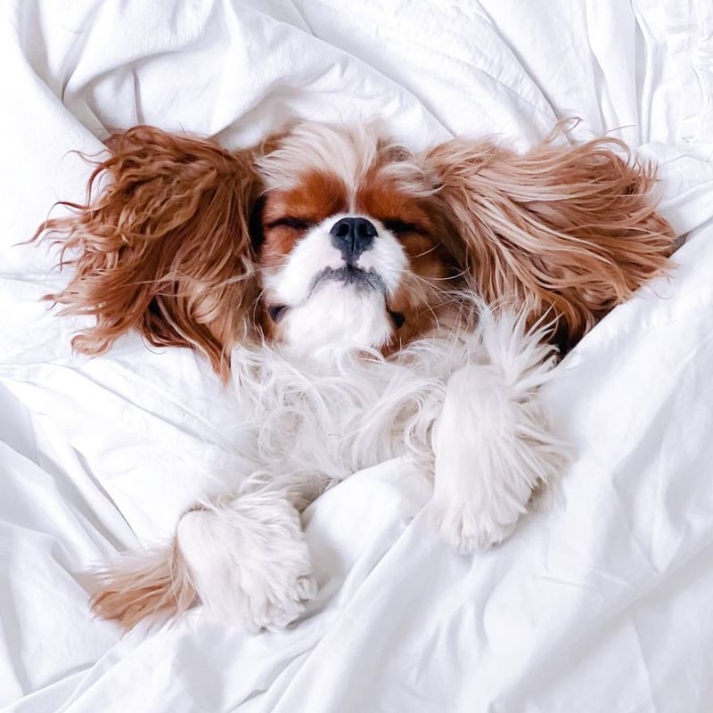 Cavalier King Charles Spaniel