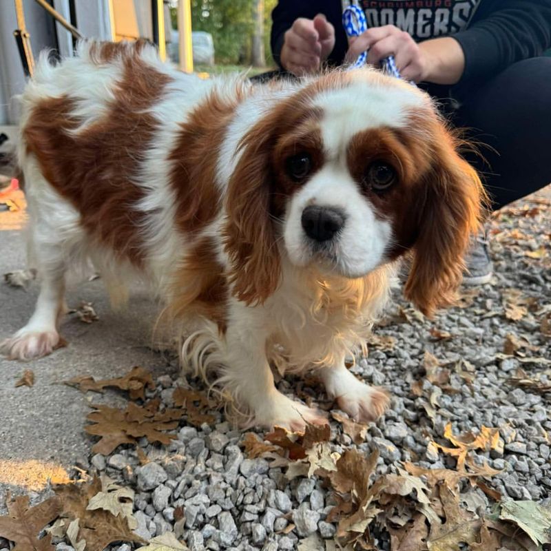 Cavalier King Charles Spaniel