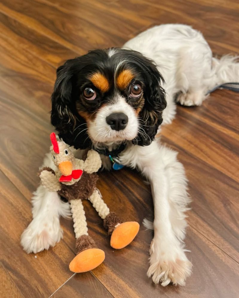 Cavalier King Charles Spaniel