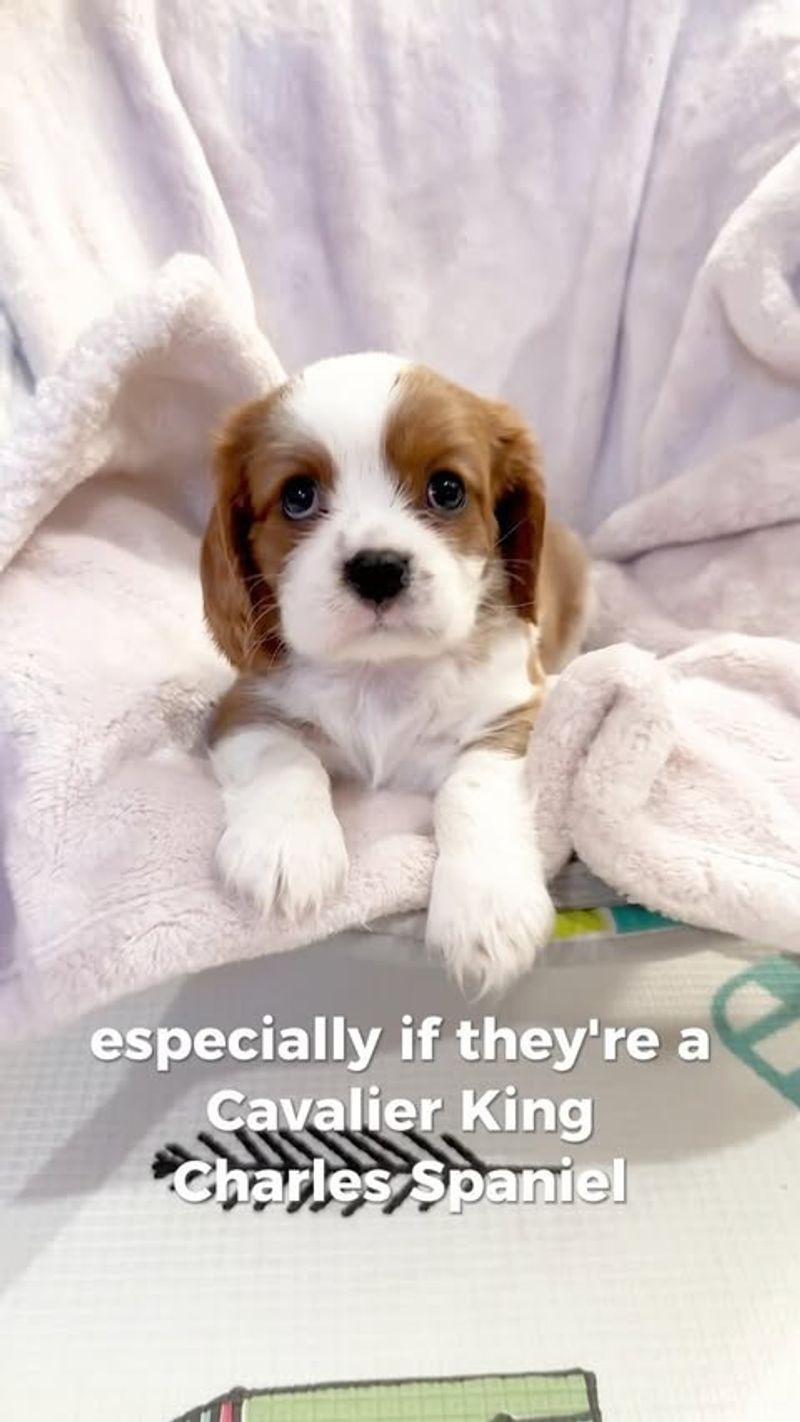 Cavalier King Charles Spaniel