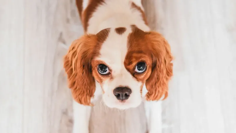 Cavalier King Charles Spaniel