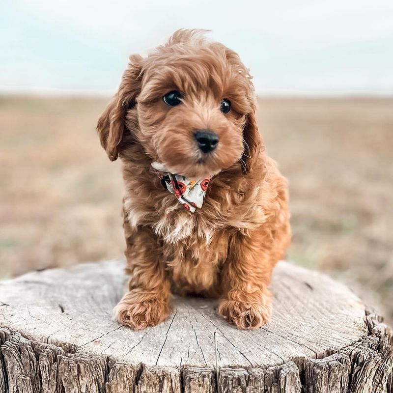 Cavapoo