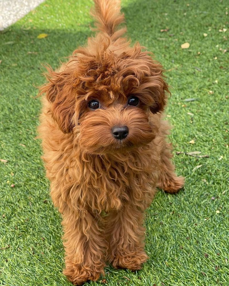 Cavoodle