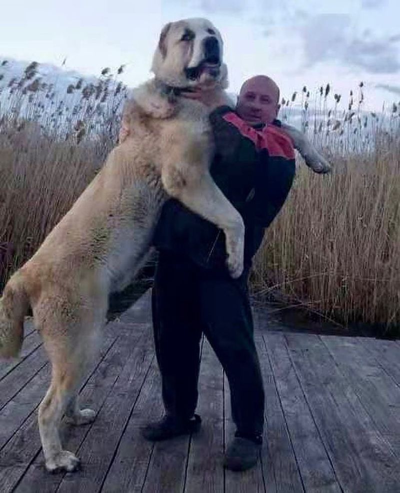 Central Asian Shepherd Dog