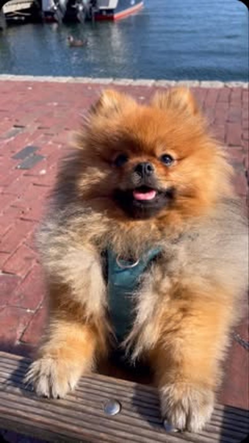 Pomeranian