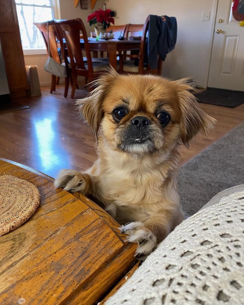 Tibetan Spaniel