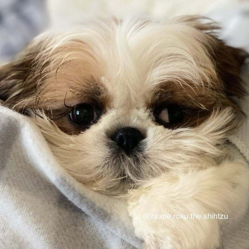 Shih Tzu