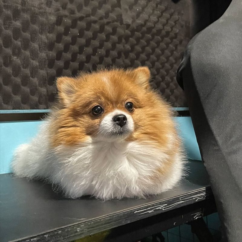 Pomeranian