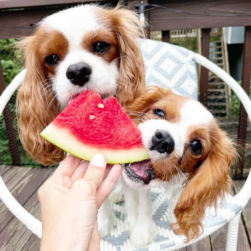 Cavalier King Charles Spaniel