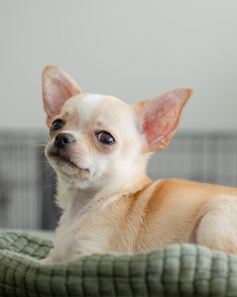 Chihuahua