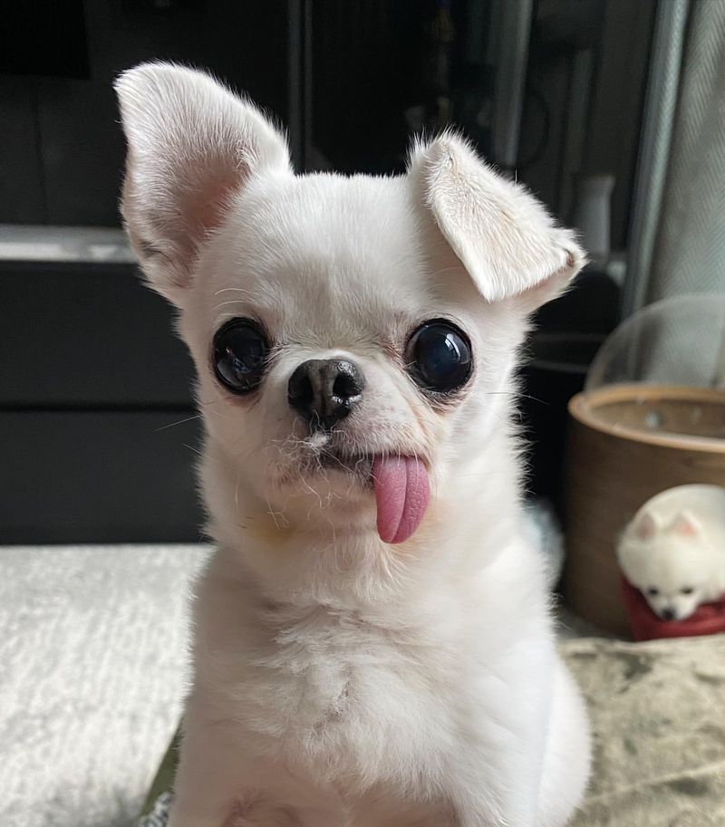 Chihuahua