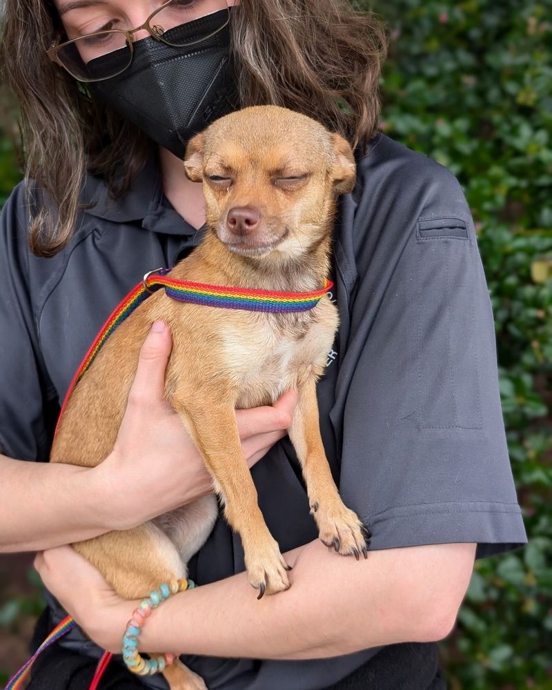Chihuahua