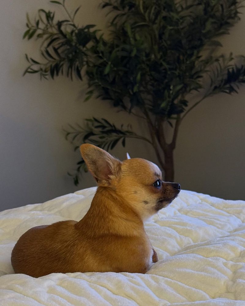 Chihuahua