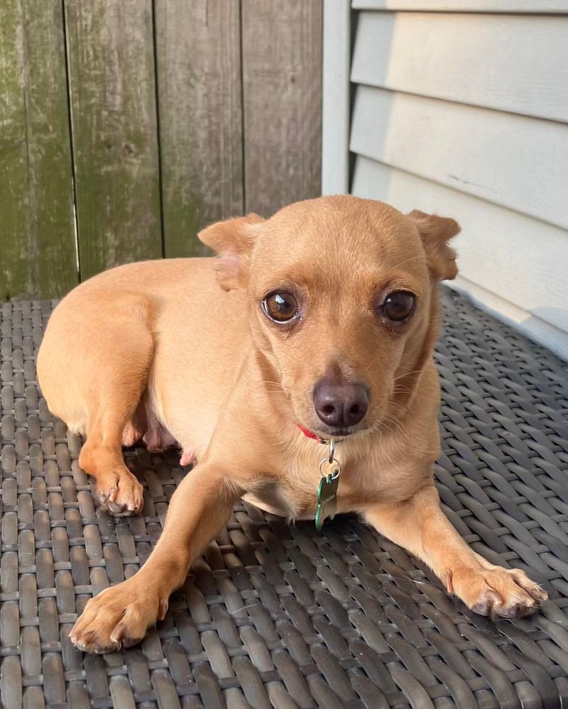 Chihuahua