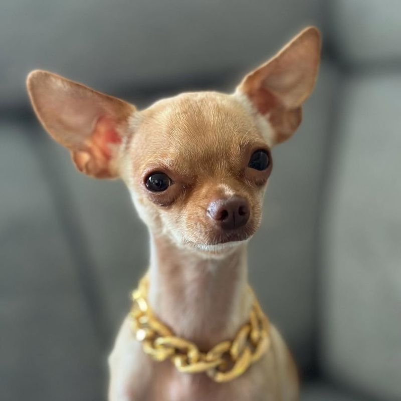 Chihuahua