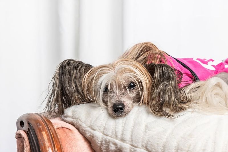 Chinese Crested
