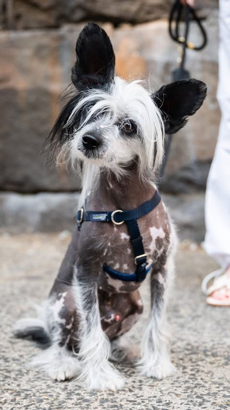 Chinese Crested