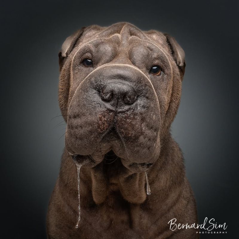 Chinese Shar-Pei