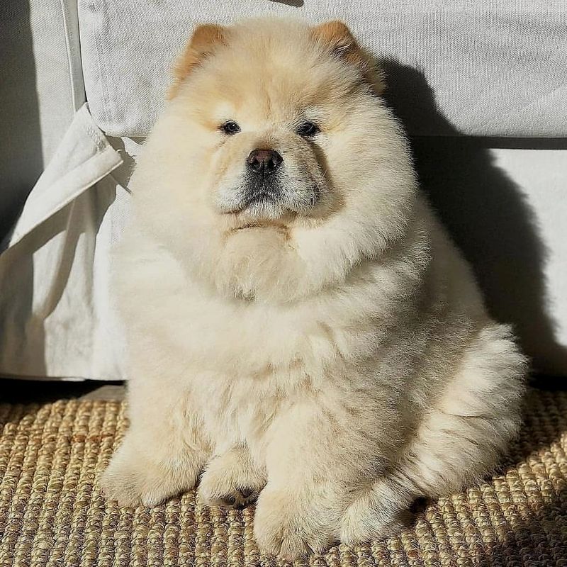 Chow Chow