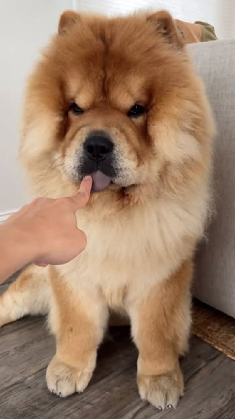 Chow Chow