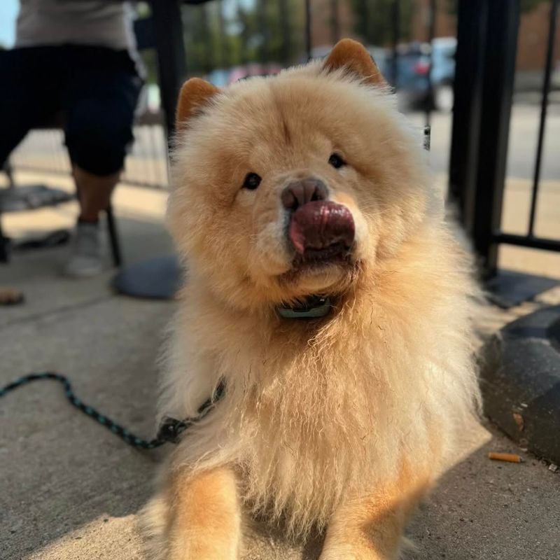 Chow Chow