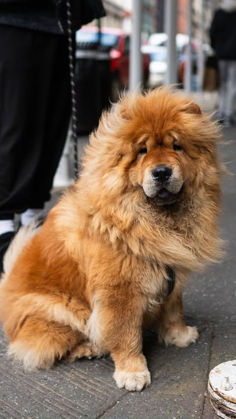 Chow Chow