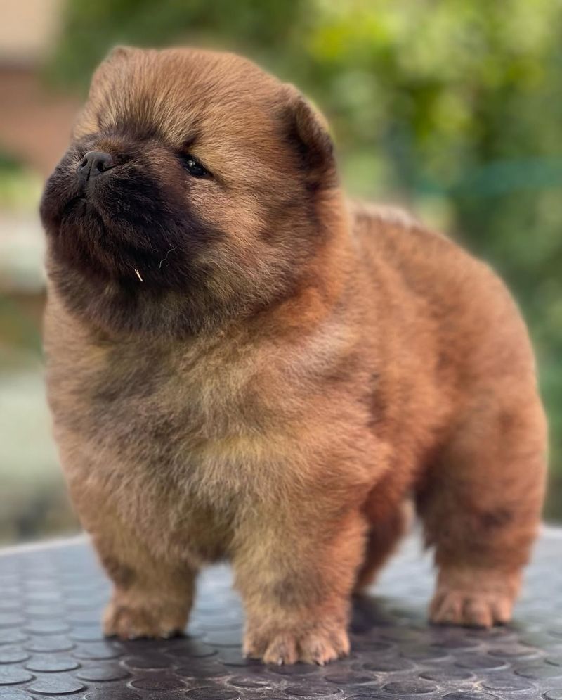 Chow Chow