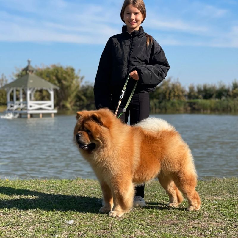 Chow Chow