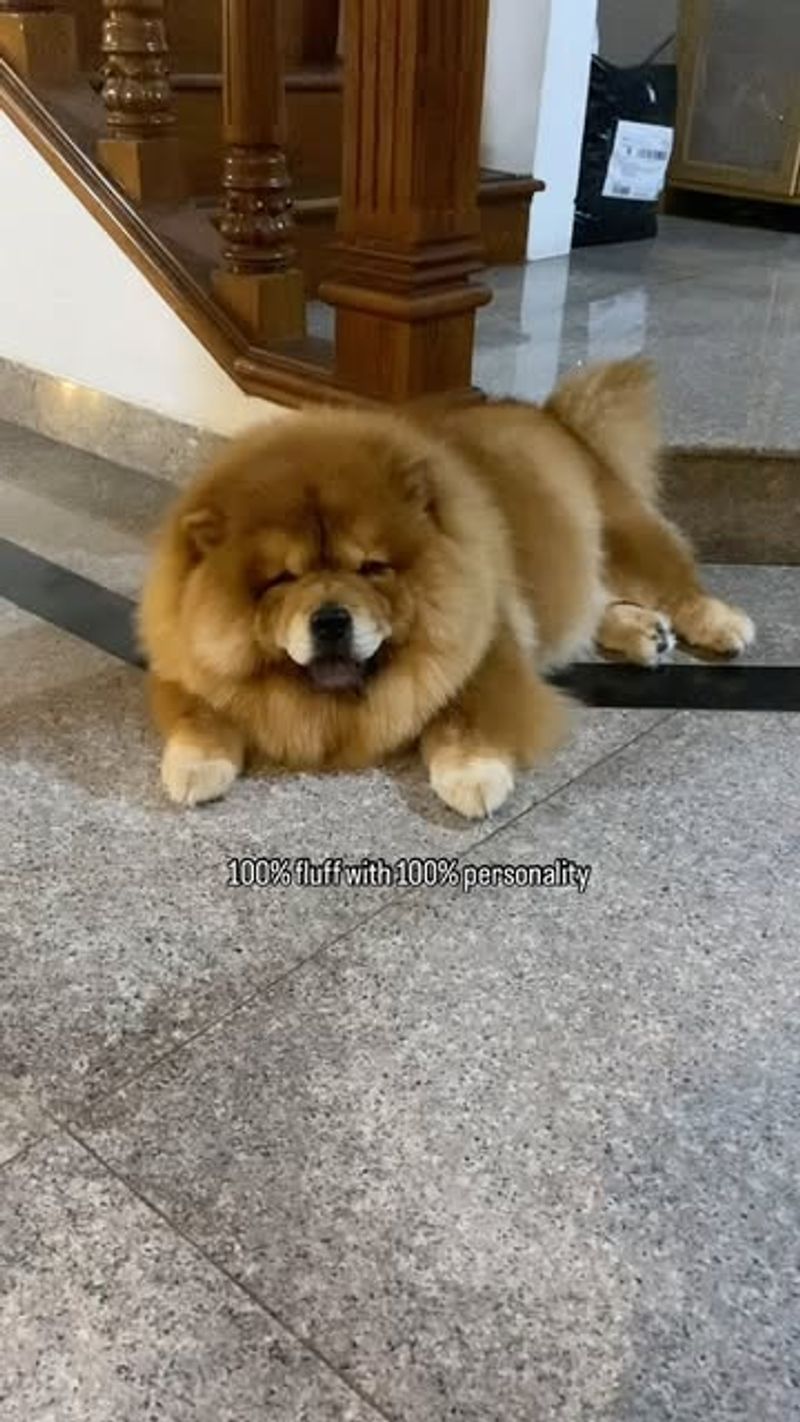 Chow Chow